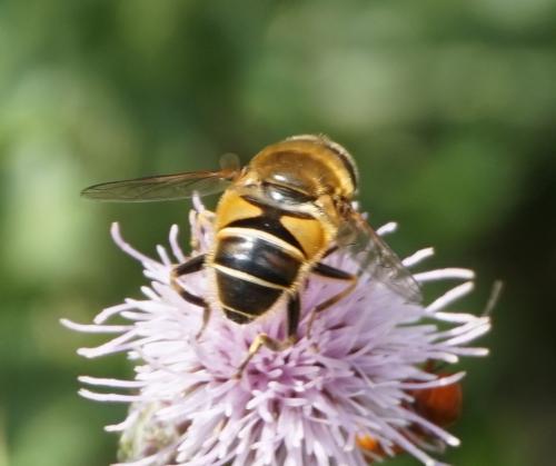 Réf. 326 879 : Eristalis nemorum
